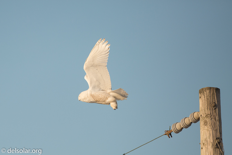 Canon EOS 5D Mark III  --  500 mm  --  EF500mm f/4L IS USM  