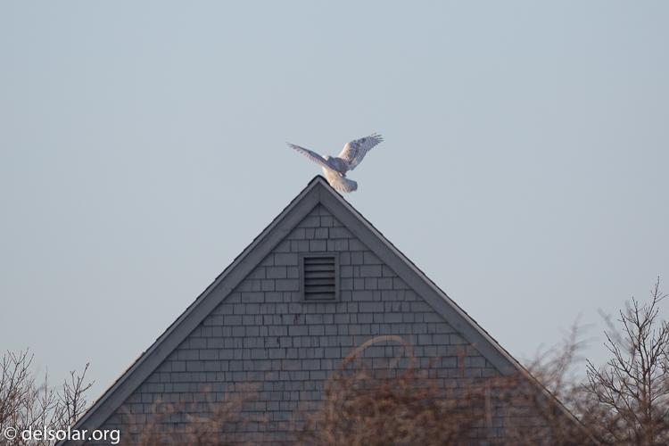 Canon EOS 5D Mark III  --  500 mm  --  EF500mm f/4L IS USM  