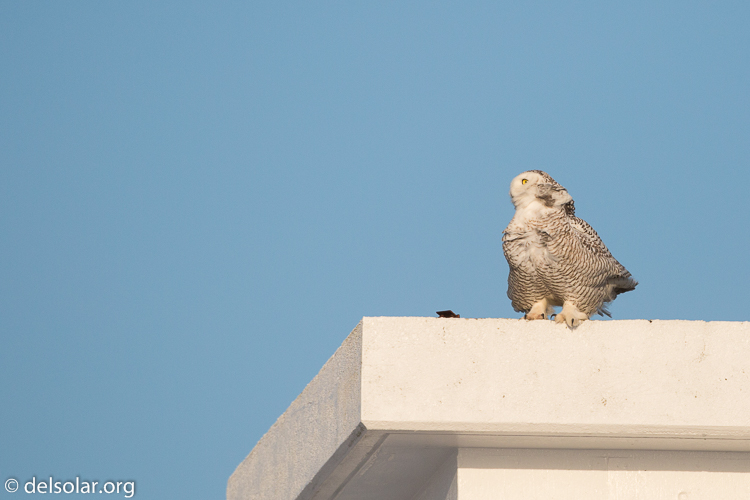 Canon EOS 5D Mark III  --  500 mm  --  EF500mm f/4L IS USM  