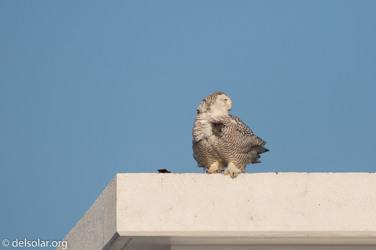 Canon EOS 5D Mark III  --  500 mm  --  EF500mm f/4L IS USM  