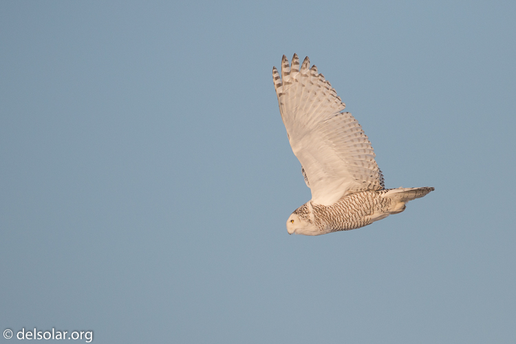 Canon EOS 5D Mark III  --  500 mm  --  EF500mm f/4L IS USM  