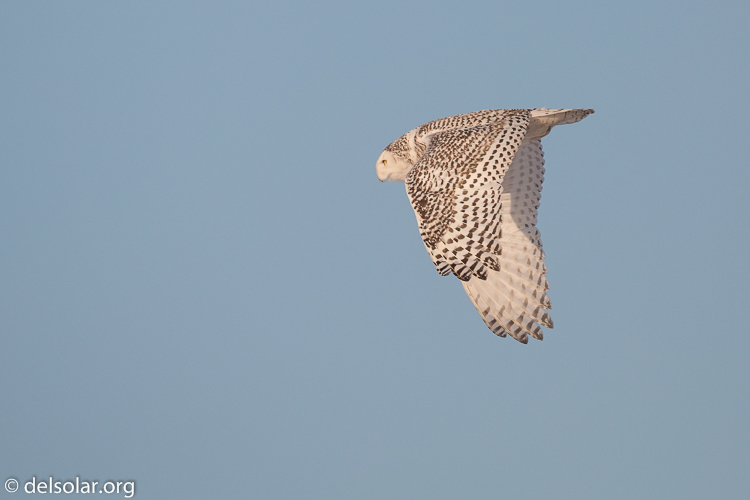 Canon EOS 5D Mark III  --  500 mm  --  EF500mm f/4L IS USM  