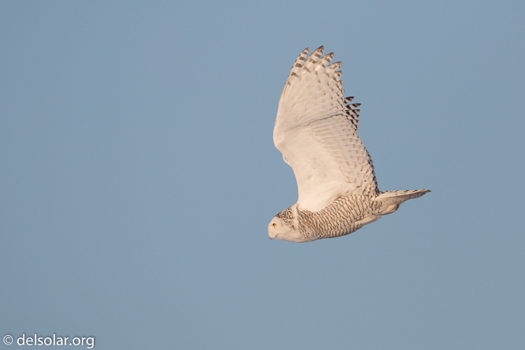 Canon EOS 5D Mark III  --  500 mm  --  EF500mm f/4L IS USM  