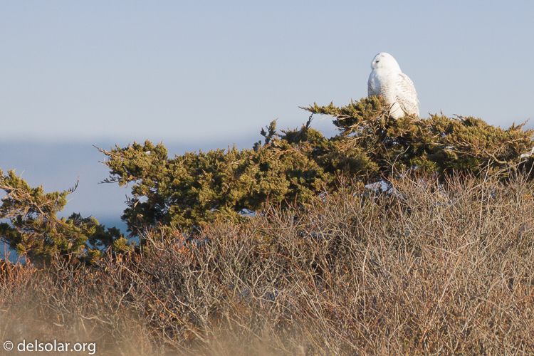 Canon EOS 7D  --  500 mm  --  EF500mm f/4L IS USM  
