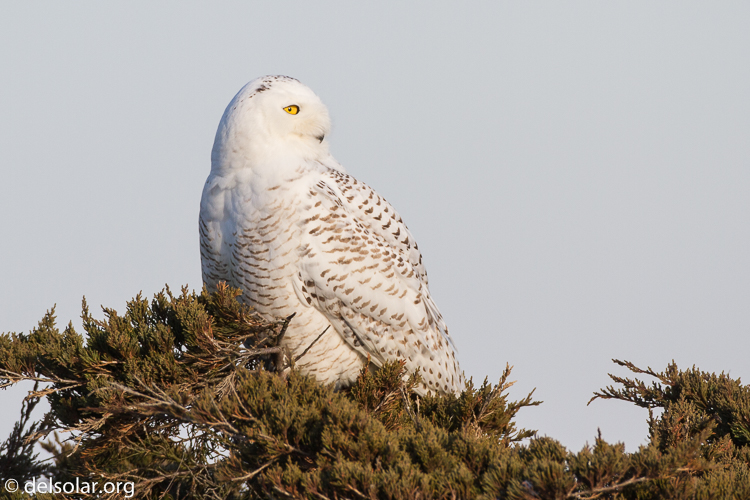 Canon EOS 7D  --  500 mm  --  EF500mm f/4L IS USM  