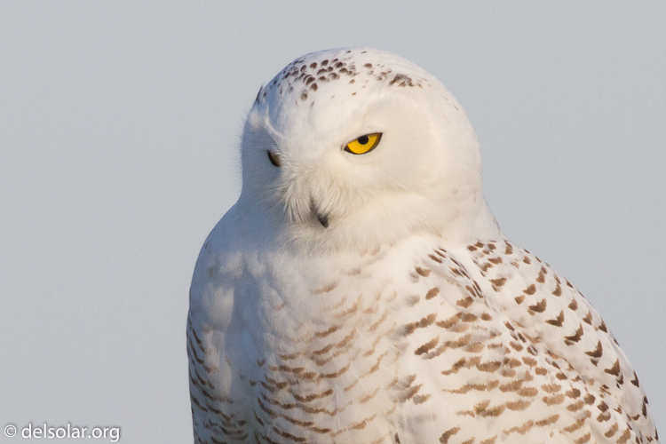 Canon EOS 7D  --  500 mm  --  EF500mm f/4L IS USM  