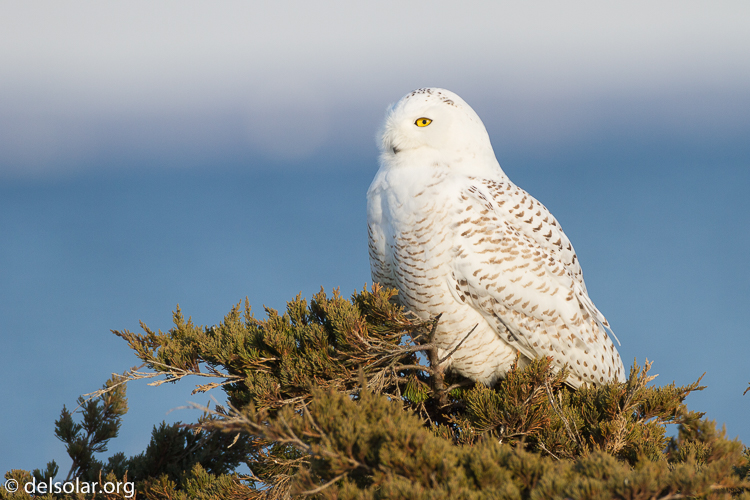 Canon EOS 7D  --  500 mm  --  EF500mm f/4L IS USM  