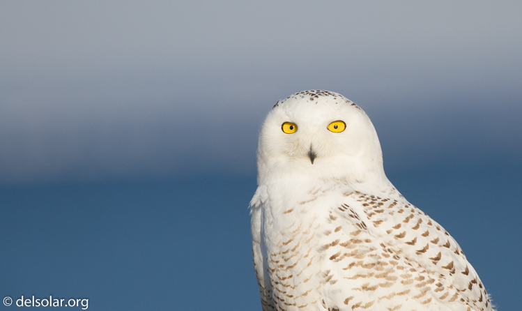 Canon EOS 7D  --  500 mm  --  EF500mm f/4L IS USM  