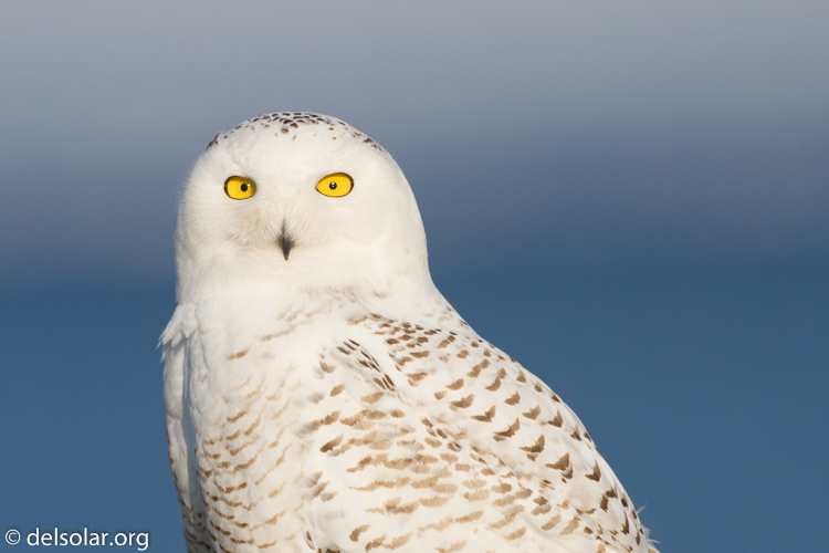 Canon EOS 7D  --  500 mm  --  EF500mm f/4L IS USM  