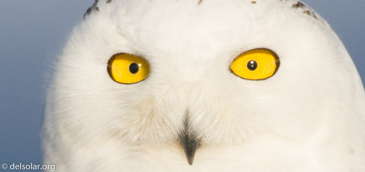 Canon EOS 7D  --  500 mm  --  EF500mm f/4L IS USM  