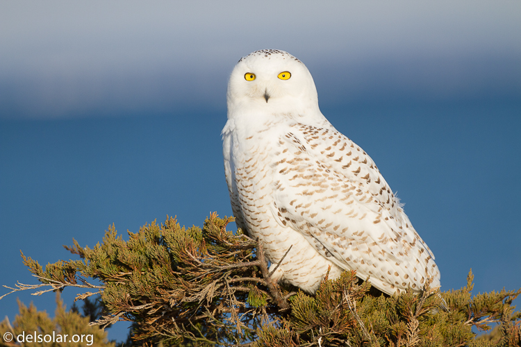 Canon EOS 7D  --  500 mm  --  EF500mm f/4L IS USM  