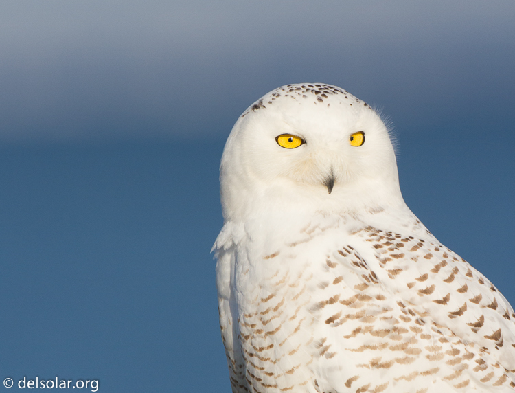 Canon EOS 7D  --  500 mm  --  EF500mm f/4L IS USM  