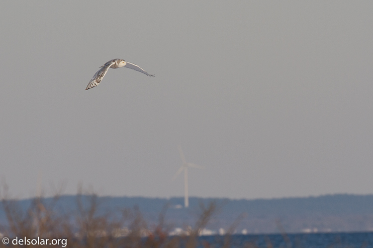 Canon EOS 7D  --  500 mm  --  EF500mm f/4L IS USM  