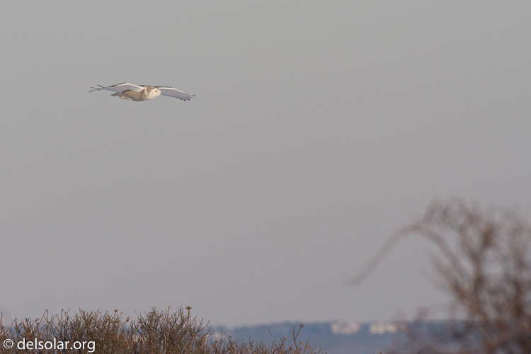 Canon EOS 7D  --  500 mm  --  EF500mm f/4L IS USM  