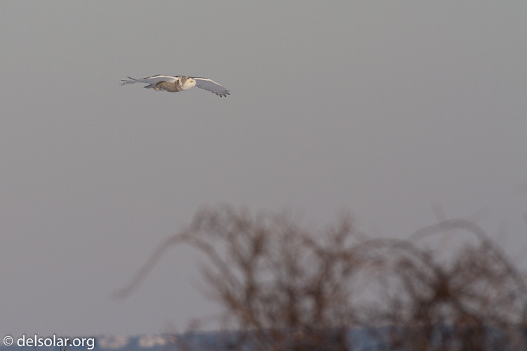 Canon EOS 7D  --  500 mm  --  EF500mm f/4L IS USM  