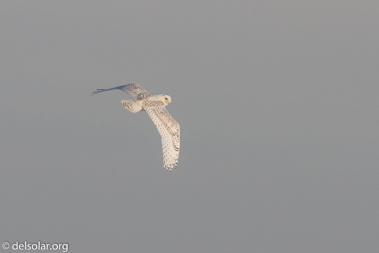 Canon EOS 7D  --  500 mm  --  EF500mm f/4L IS USM  