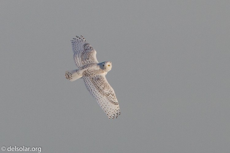 Canon EOS 7D  --  500 mm  --  EF500mm f/4L IS USM  