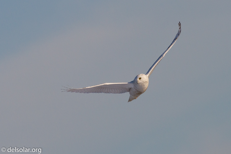 Canon EOS 7D  --  500 mm  --  EF500mm f/4L IS USM  