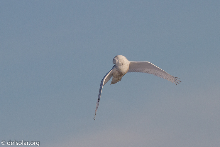 Canon EOS 7D  --  500 mm  --  EF500mm f/4L IS USM  