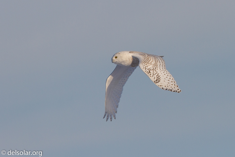 Canon EOS 7D  --  500 mm  --  EF500mm f/4L IS USM  