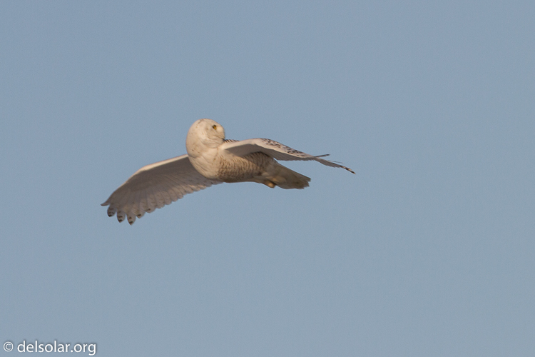 Canon EOS 7D  --  500 mm  --  EF500mm f/4L IS USM  