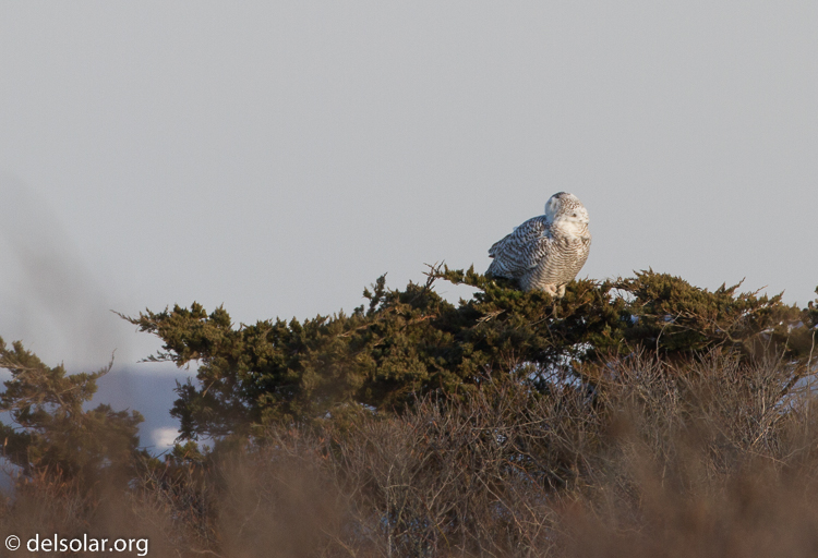 Canon EOS 7D  --  500 mm  --  EF500mm f/4L IS USM  