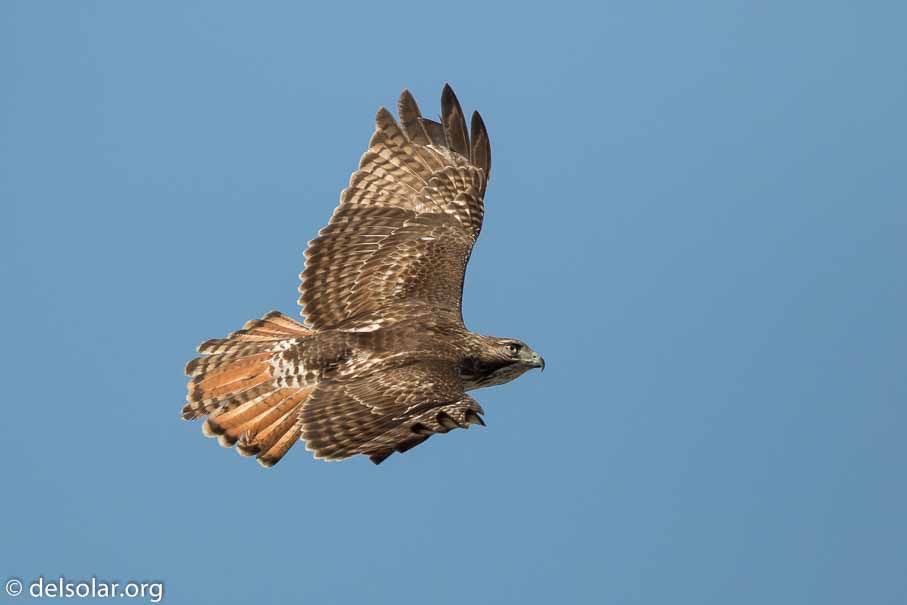 Canon EOS 7D Mark II  --  EF600mm f/4L IS II USM -- 1/6400 sec at f / 4.5 -- ISO 400 -- 1/3 EV -- 