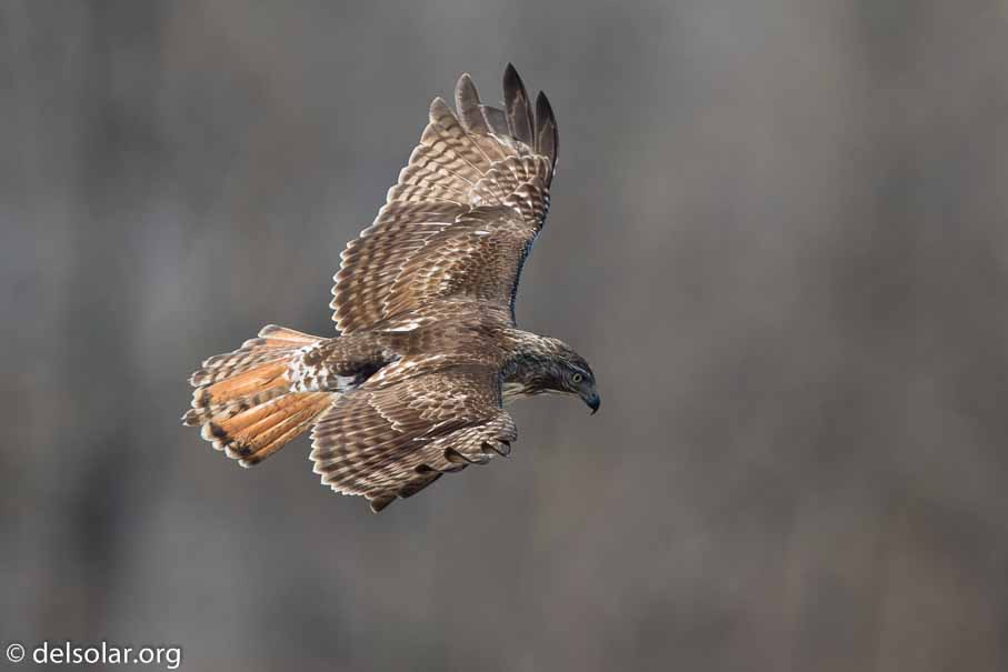 Canon EOS 7D Mark II  --  EF600mm f/4L IS II USM -- 1/2500 sec at f / 4.5 -- ISO 400 -- 1/3 EV -- 