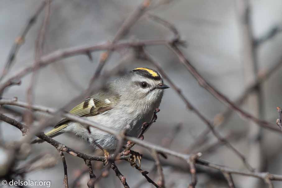 Canon EOS 7D Mark II  --  EF600mm f/4L IS II USM -- 1/4000 sec at f / 4.5 -- ISO 400 -- 1/3 EV -- 