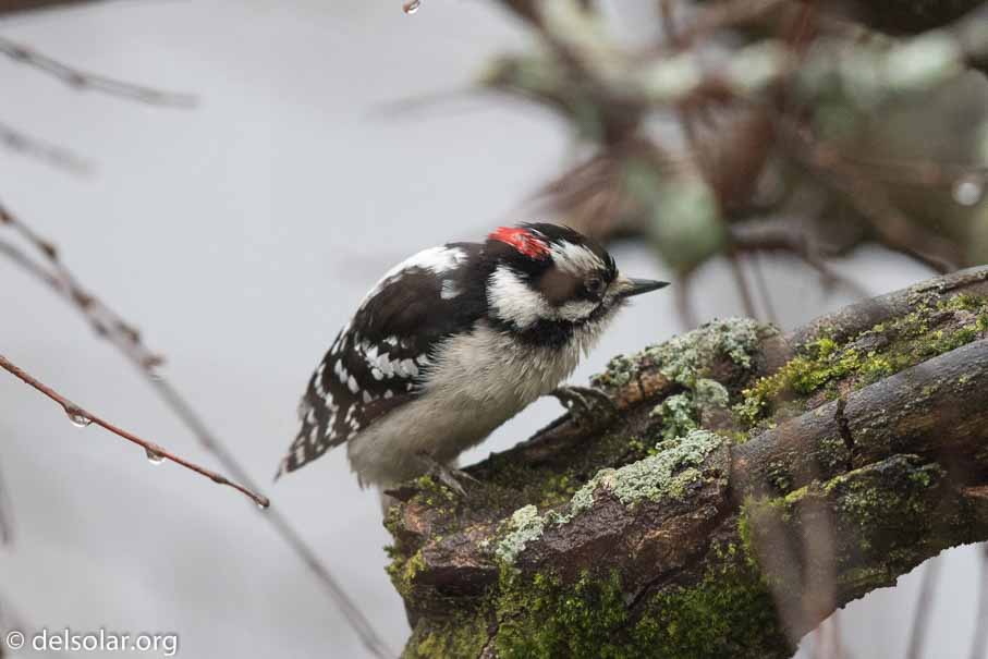 Canon EOS 7D Mark II  --  EF600mm f/4L IS II USM -- 1/400 sec at f / 4.5 -- ISO 3200 -- 1 EV -- 