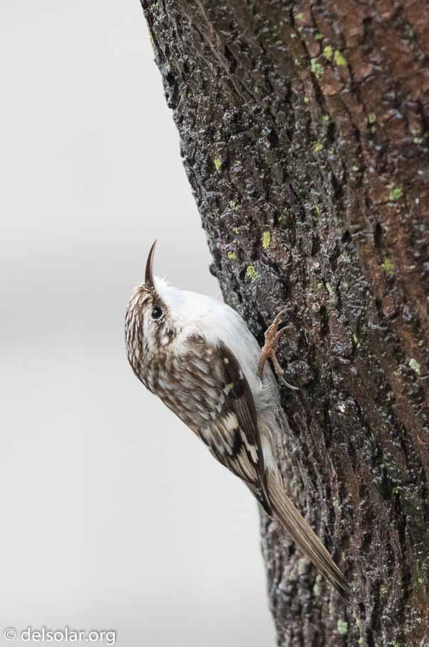 Canon EOS 7D Mark II  --  EF600mm f/4L IS II USM -- 1/125 sec at f / 4.5 -- ISO 3200 -- 1 EV -- 