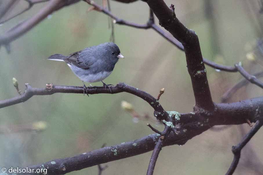 Canon EOS 7D Mark II  --  EF600mm f/4L IS II USM -- 1/250 sec at f / 4.5 -- ISO 2500 -- 1/3 EV -- 