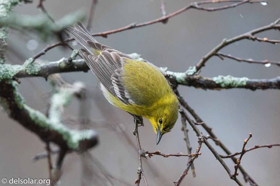 Canon EOS 7D Mark II  --  EF600mm f/4L IS II USM -- 1/640 sec at f / 4.5 -- ISO 2500 -- 1/3 EV -- 