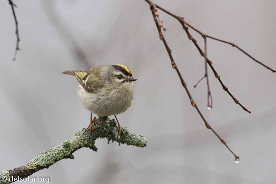 Canon EOS 7D Mark II  --  EF600mm f/4L IS II USM -- 1/800 sec at f / 5.0 -- ISO 2500 -- 1/3 EV -- 