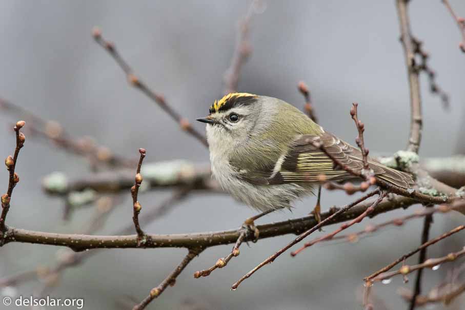 Canon EOS 7D Mark II  --  EF600mm f/4L IS II USM -- 1/400 sec at f / 5.0 -- ISO 2500 -- 1/3 EV -- 