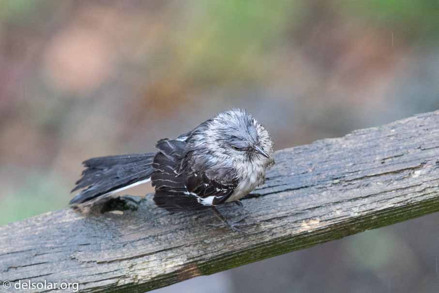 Canon EOS 7D Mark II  --  EF600mm f/4L IS II USM -- 1/160 sec at f / 5.0 -- ISO 2500 -- 1/3 EV -- 