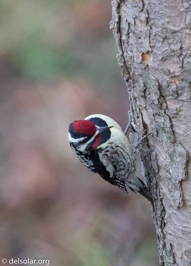 Canon EOS 7D Mark II  --  EF600mm f/4L IS II USM -- 1/640 sec at f / 4.5 -- ISO 2000 -- 1/3 EV -- 