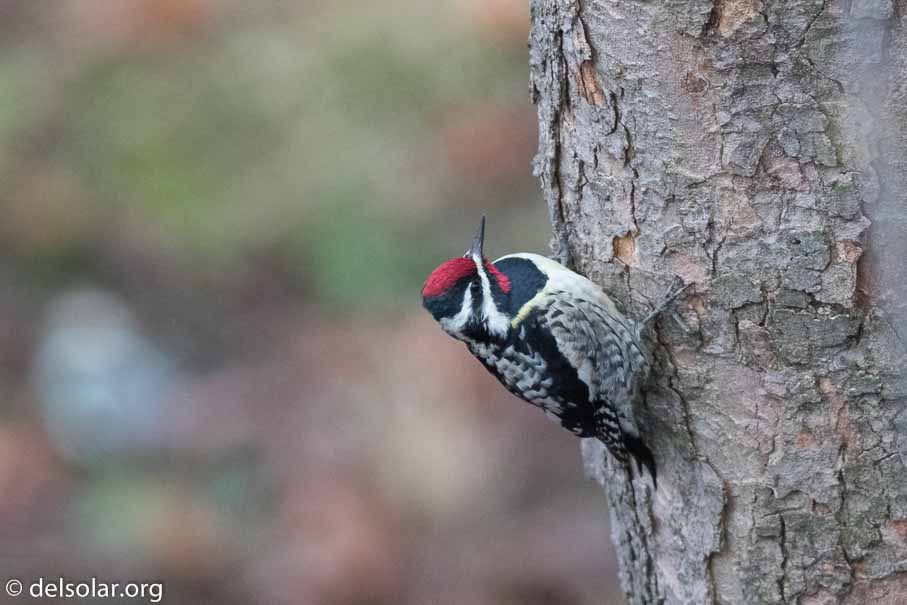 Canon EOS 7D Mark II  --  EF600mm f/4L IS II USM -- 1/640 sec at f / 4.5 -- ISO 2000 -- 1/3 EV -- 