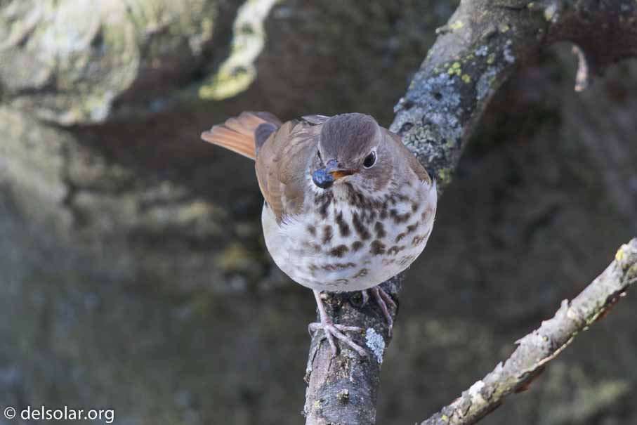 Canon EOS 7D Mark II  --  EF600mm f/4L IS II USM -- 1/125 sec at f / 4.5 -- ISO 200 -- 1/3 EV -- 