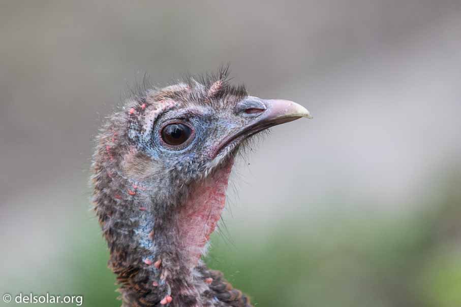 Canon EOS 7D Mark II  --  EF600mm f/4L IS II USM -- 1/400 sec at f / 4.5 -- ISO 2000 -- 2/3 EV -- 