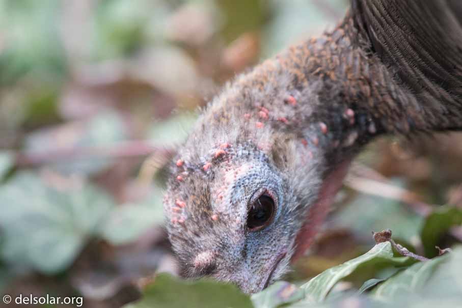 Canon EOS 7D Mark II  --  EF600mm f/4L IS II USM -- 1/200 sec at f / 4.5 -- ISO 2000 -- 2/3 EV -- 