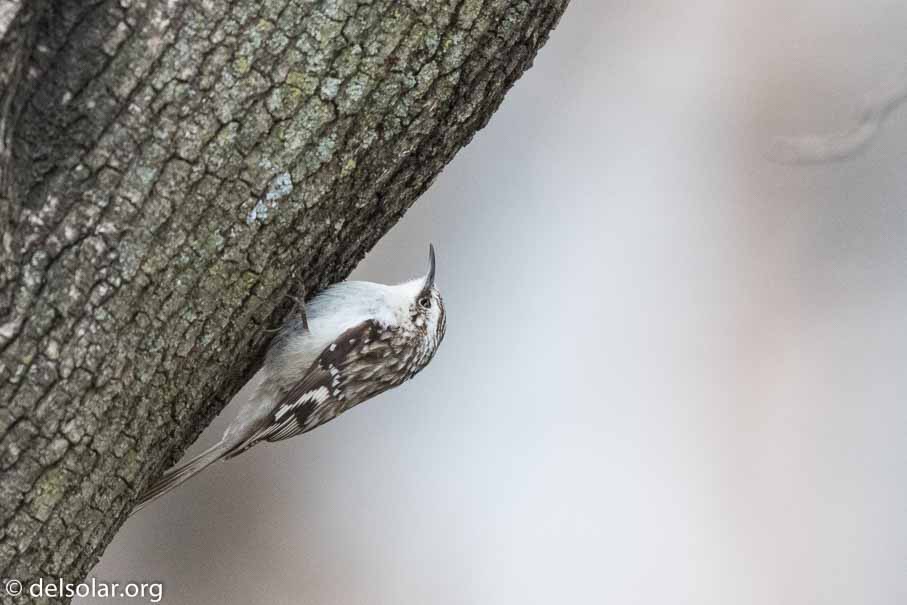 Canon EOS 7D Mark II  --  EF600mm f/4L IS II USM -- 1/2000 sec at f / 5.0 -- ISO 3200 -- 2/3 EV -- 