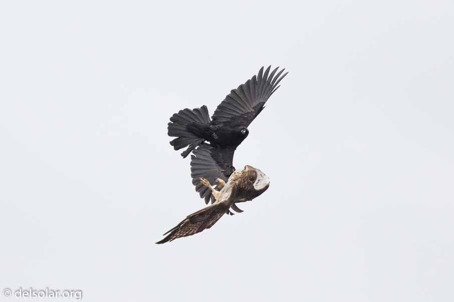 Canon EOS 7D Mark II  --  EF600mm f/4L IS II USM -- 1/6400 sec at f / 4.5 -- ISO 1250 -- 1 1/3 EV -- 