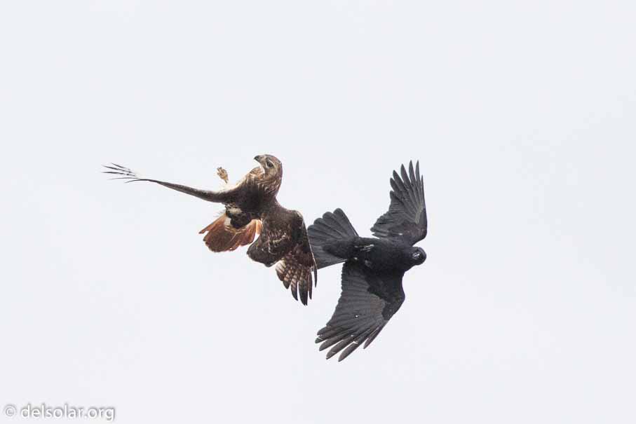 Canon EOS 7D Mark II  --  EF600mm f/4L IS II USM -- 1/6400 sec at f / 4.5 -- ISO 1250 -- 1 1/3 EV -- 