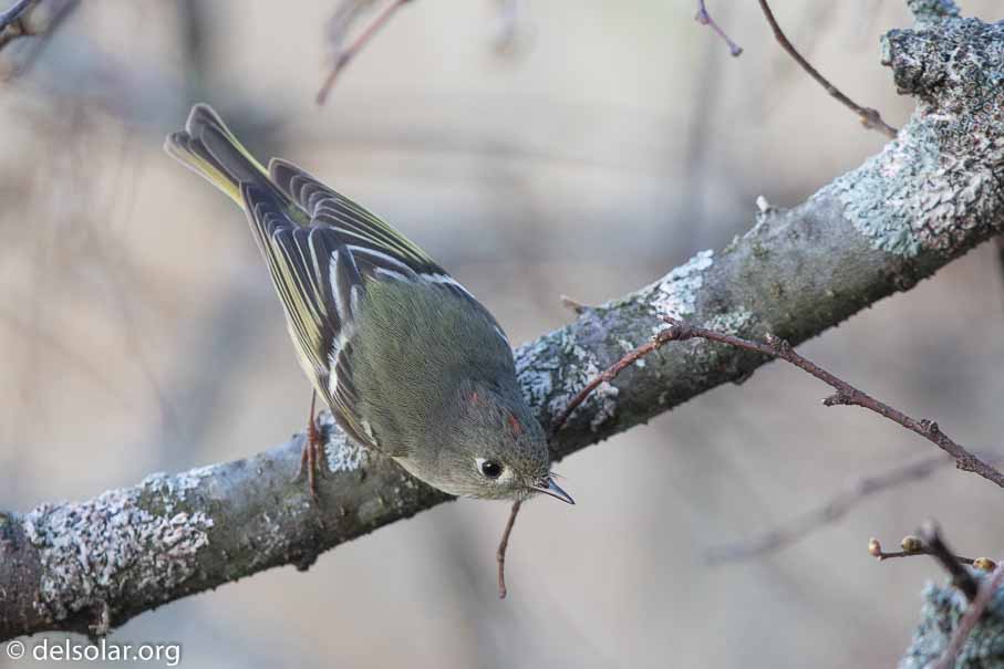 Canon EOS 7D Mark II  --  EF600mm f/4L IS II USM -- 1/640 sec at f / 4.5 -- ISO 800 -- 2/3 EV -- 