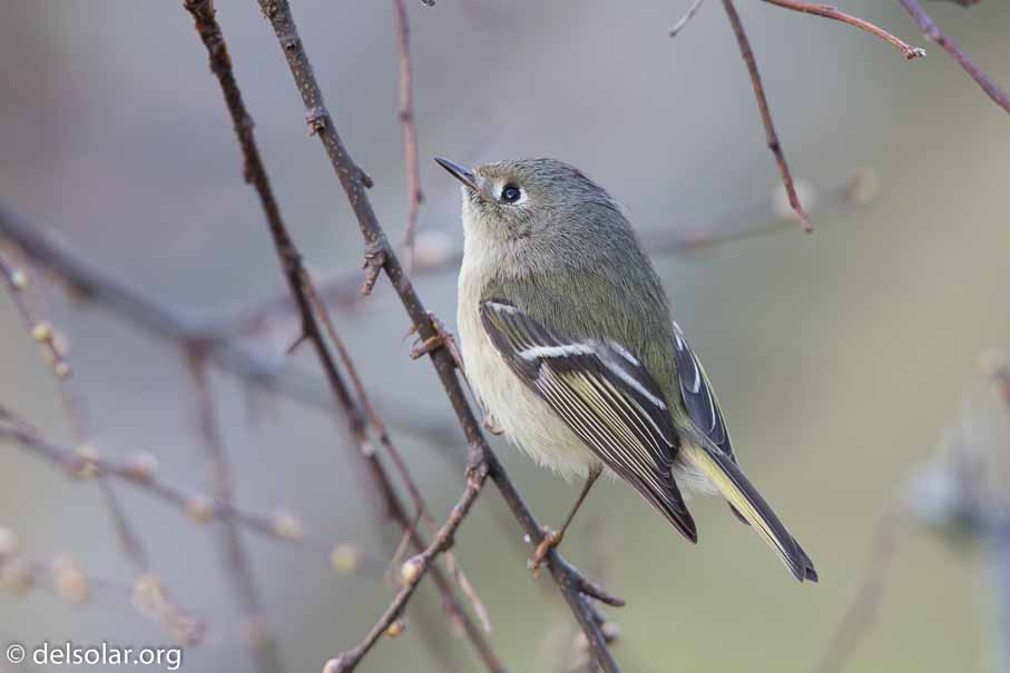 Canon EOS 7D Mark II  --  EF600mm f/4L IS II USM -- 1/400 sec at f / 4.5 -- ISO 800 -- 2/3 EV -- 