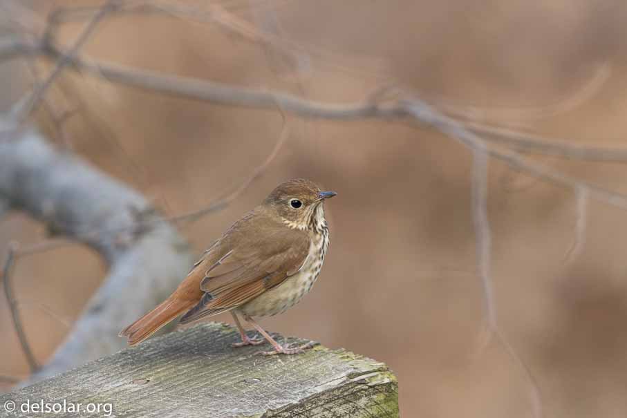 Canon EOS 7D Mark II  --  EF600mm f/4L IS II USM -- 1/250 sec at f / 5.0 -- ISO 400 -- 0 EV -- 