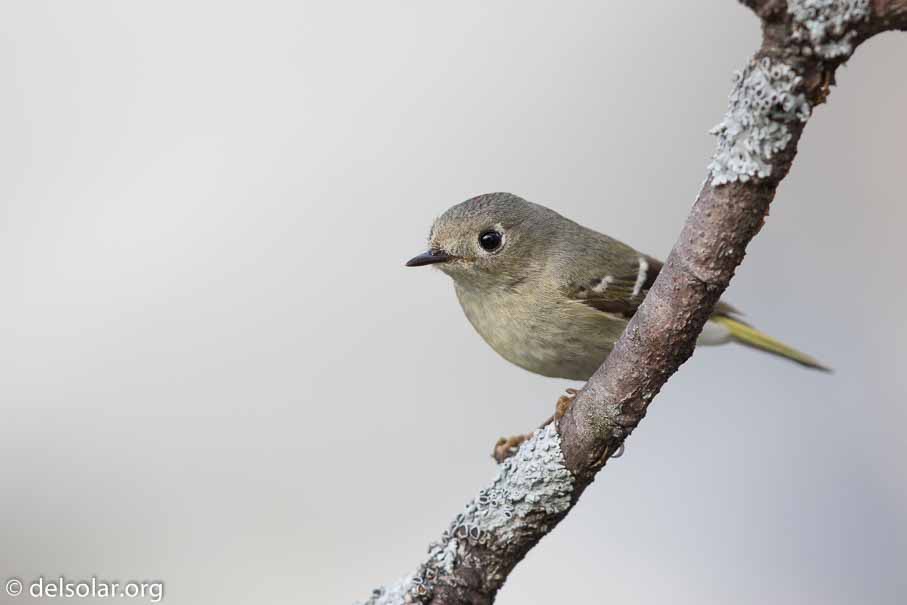 Canon EOS 7D Mark II  --  EF600mm f/4L IS II USM -- 1/640 sec at f / 5.0 -- ISO 400 -- 0 EV -- 