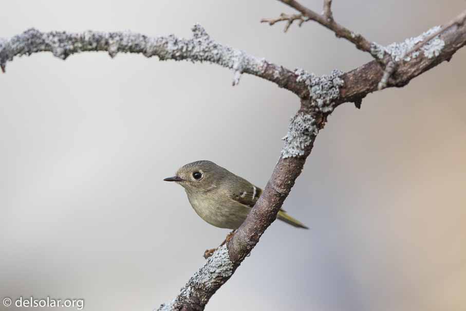 Canon EOS 7D Mark II  --  EF600mm f/4L IS II USM -- 1/800 sec at f / 5.0 -- ISO 400 -- 0 EV -- 