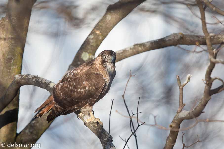 Canon EOS 5D Mark III  --  EF600mm f/4L IS II USM -- 1/5000 sec at f / 5.0 -- ISO 1250 -- 1/3 EV -- 